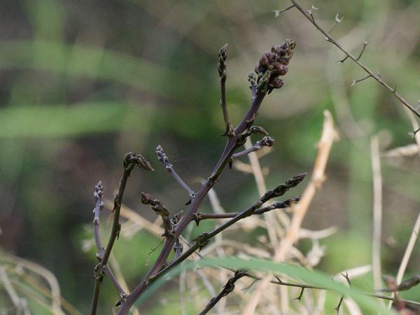 <h3><a href="/trips/kreta/biota/plantae/tracheophyta/liliopsida/asparagales/asparagaceae/asparagus aphyllus/asparagus aphyllus-nl.html">Asparagus&nbsp;aphyllus</a> / Mediterranean&nbsp;asparagus / </h3>OM-1 Mark II met OLYMPUS M.150-400mm F4.5, 1/640 sec  bij F8.0, ISO 2000, afstand 4.73&nbsp;m